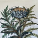 Vintage Large Botanical Print Cinera cum flore Han