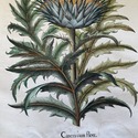 Vintage Large Botanical Print Cinera cum flore Han