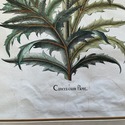 Vintage Large Botanical Print Cinera cum flore Han