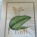 Vintage Botanical Illustration Canna Plant Hand Co
