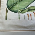 Vintage Botanical Illustration Canna Plant Hand Co