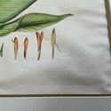 Vintage Botanical Illustration Canna Plant Hand Co