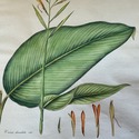 Vintage Botanical Illustration Canna Plant Hand Co