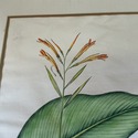 Vintage Botanical Illustration Canna Plant Hand Co