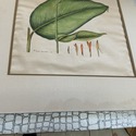 Vintage Botanical Illustration Canna Plant Hand Co
