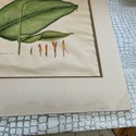 Vintage Botanical Illustration Canna Plant Hand Co