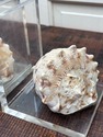 Vintage Conch Shell on Lucite Bookends Set MCM Mod