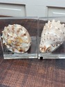 Vintage Conch Shell on Lucite Bookends Set MCM Mod