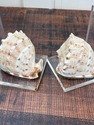 Vintage Conch Shell on Lucite Bookends Set MCM Mod