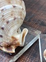Vintage Conch Shell on Lucite Bookends Set MCM Mod