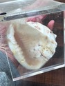 Vintage Conch Shell on Lucite Bookends Set MCM Mod