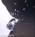 m/w Swarovski Crystal 20mm Aurora MOZART PINEAPLE 