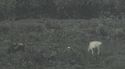 RPPc Flood Control Dam & Grazing Cattle Grand Fork