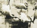 RPPC FLAMINGOS NESTING AT HIALEAH PARK MIAMI FL OL