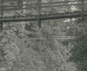 RPPc Man On Suspension Bridge Big Trees Santa Cruz