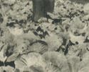 RPPc Man Stands In Cabbage Field Farm Farmer Real 