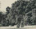 Rppc The Hooker Oak At Chico Ca California Old Car