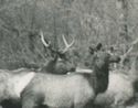 RPPc Roosevelt Elk Herd Olympic Mts Wa Washington 