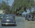 CLEARWATER FL FAMOUS KAPOK TREE,OLD CARS,ROADSIDE 