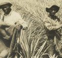 RPPc Black Men Harvesting Pineapples In The Hawaii