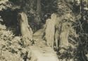 Rppc Natural Bridge Muir Woods Redwood  National M