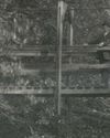 RPPc Man On Suspension Bridge Big Trees Santa Cruz