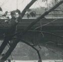 RPPc Des Plaines River And Bridge Wheeling IL Real