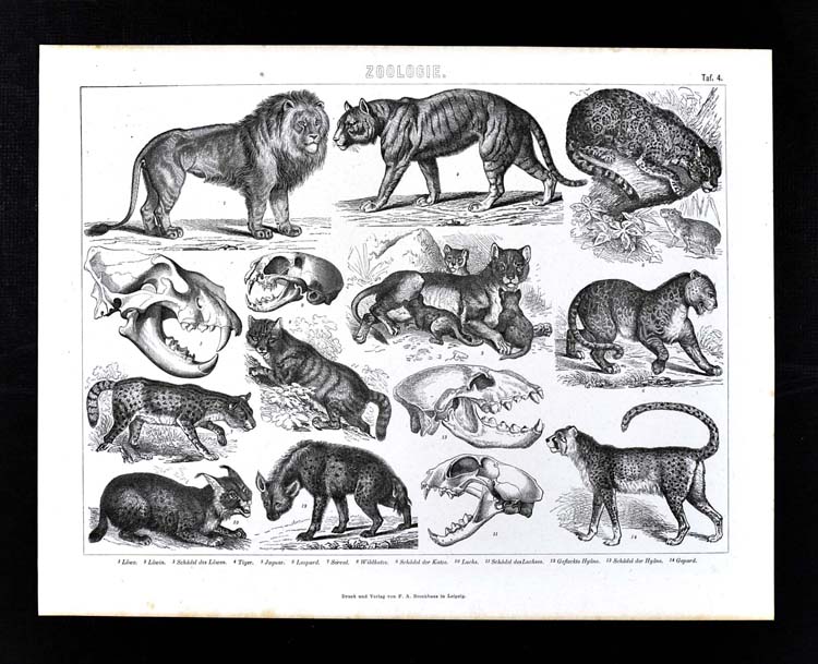 1874 Bilder Atlas Zoology Print Felines Lion Tiger Jaguar Leopard Wildcats Ebay