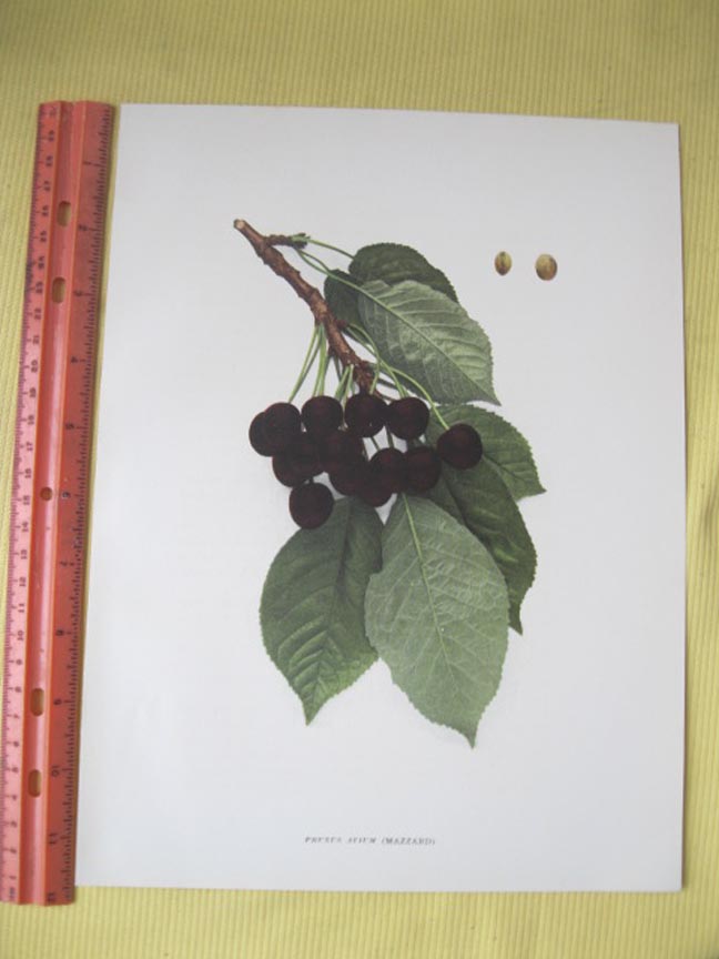 Image Hosting by Vendio