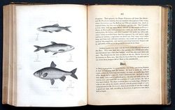 Image Hosting by Vendio