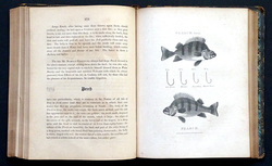 Image Hosting by Vendio