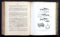 Image Hosting by Vendio