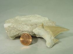 Spinosaurus Authentique Grand Fossile Dent 45mm In Coffre au Trésor Cadeau