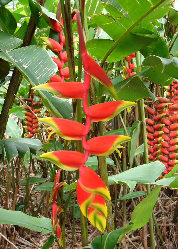 Polynesian Produce Stand : 2 LIVE Rhizomes Heliconia Rostrata HANGING ...