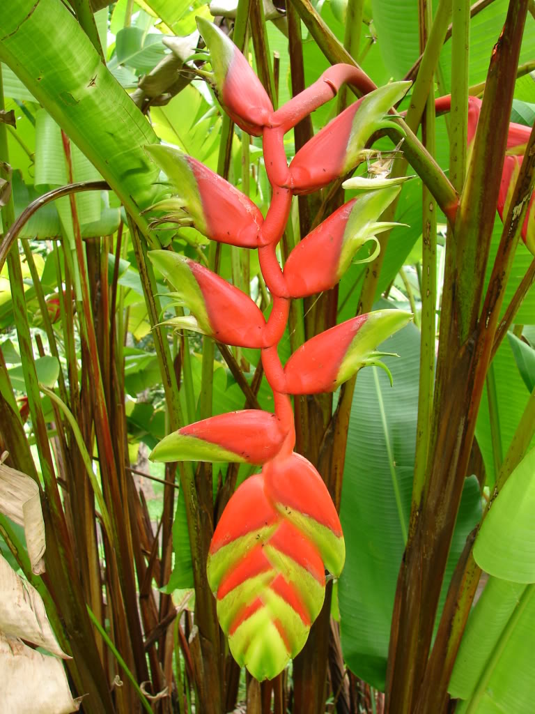 Polynesian Produce Stand : Beautiful Heliconia Standleyi EXOTIC Giant ...
