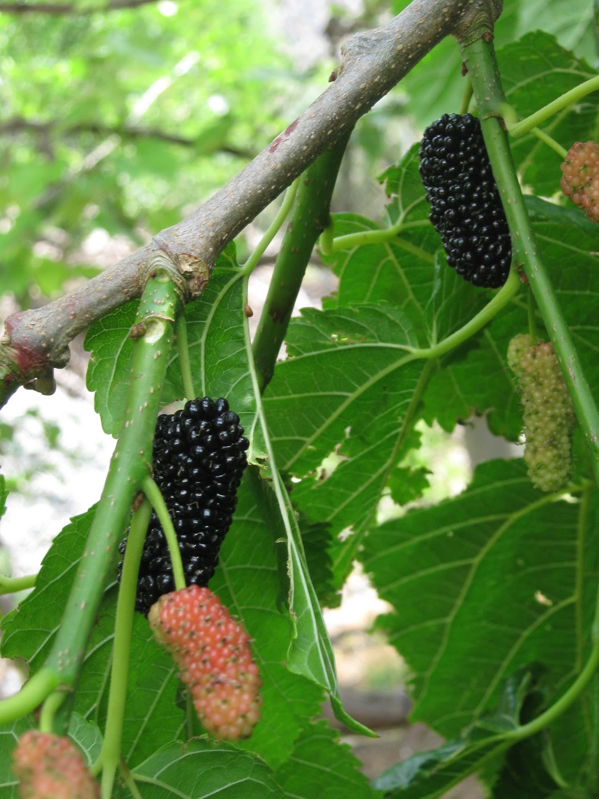 Polynesian Produce Stand : ~Dwarf Everbearing~ Black MULBERRY Tree ...