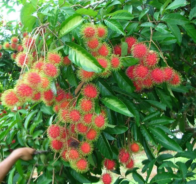 Polynesian Produce Stand : Red RAMBUTAN Tropical Fruit Tree LIVE ...