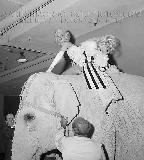 MARILYN MONROE RIDING CIRCUS ELEPHANT (3) RARE 8x10 PHOTOS 