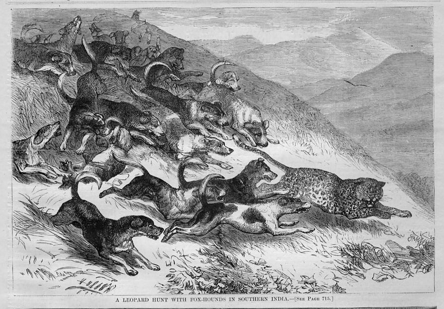 Leopard Hunt Fox Hounds 1869 HUNTING HUNTERS in Southern India