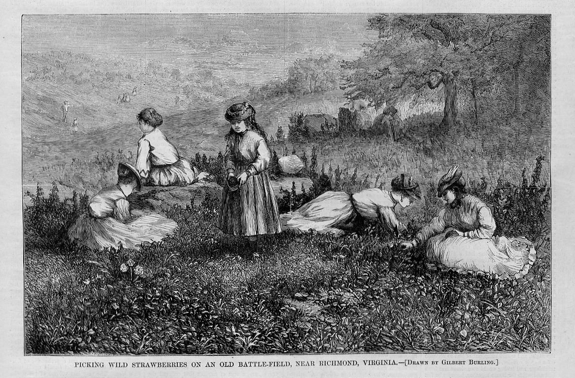 STRAWBERRY FIELD RICHMOND VIRGINIA WOMEN PICKING STRAWBERRIES ON OLD
