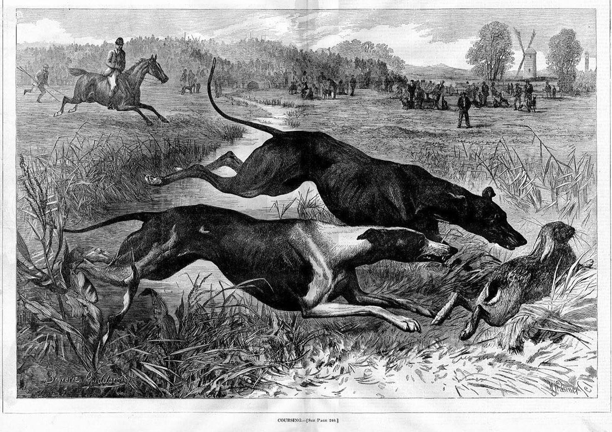 GREYHOUND DOGS COURSING FOR HARE, RABBIT HUNT, HORSES | eBay