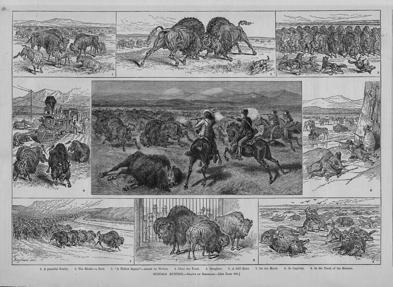 BUFFALO HUNTING CUSTER DESTRUCTION EXTERMINATION SLAUGHTER RAILROAD