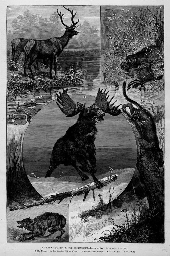 WILDLIFE MOOSE ELK BEAVER PANTHER WOLF OF THE ADIRONDACKS WOLVERINE WILDLIFE