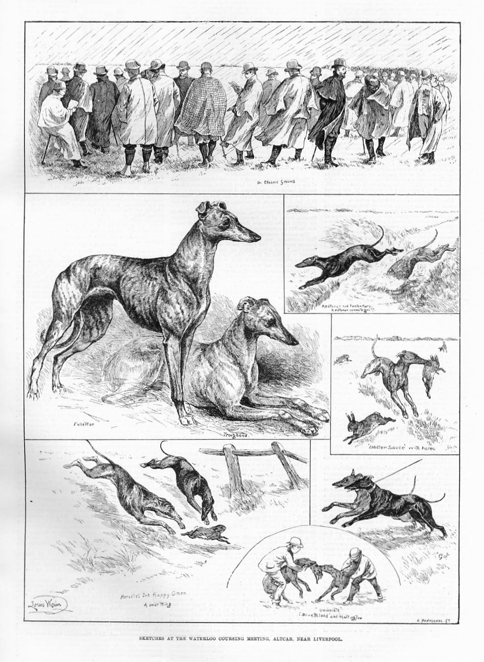 greyhound dog hunting